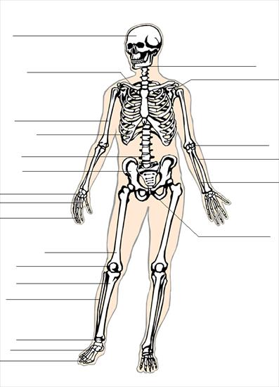 ciało człowieka - skeleton_label.gif