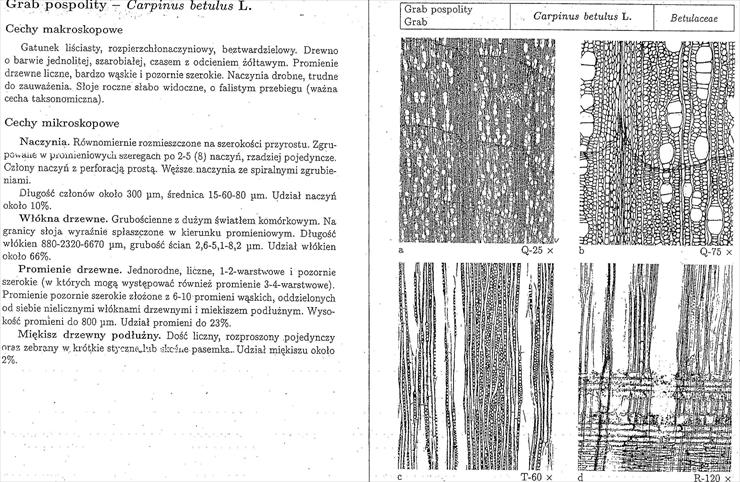 Botanika 1 - anatomia drewna 021.jpg