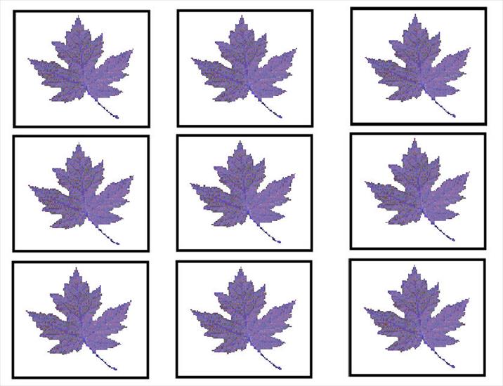   Angielski w obrazkach - 05-purple leaves to sort-dg.jpg