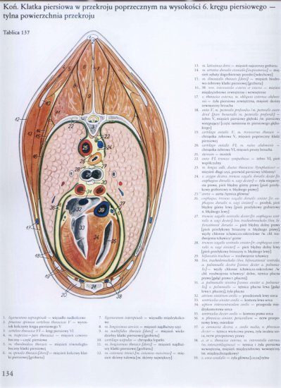 atlas anatomii-tułów - 130.jpg