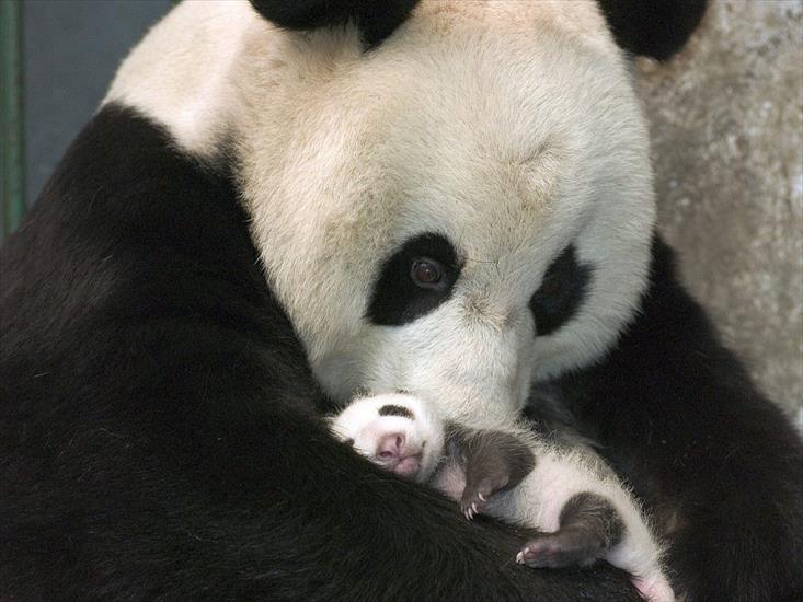 Panda  - baby_panda_l.jpg