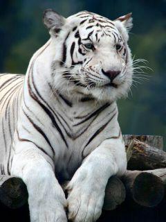Tygrysy - White_Tiger.jpg
