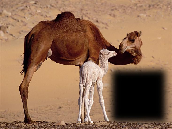 Ramki zwierzątka - World_Egypt_Camels__Sahara_007821_.png