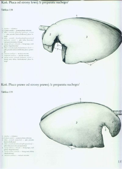 atlas anatomii-tułów - 131.jpg