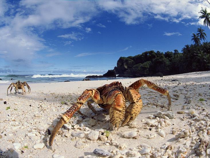 wyspy - Coconut Crabs, Christmas Island.jpg