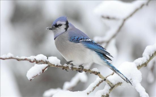 Ze śniegiem - zima ptak.jpg