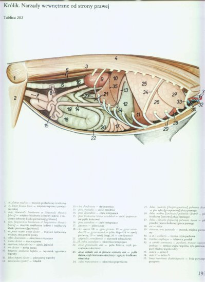 atlas anatomii-tułów - 189.jpg