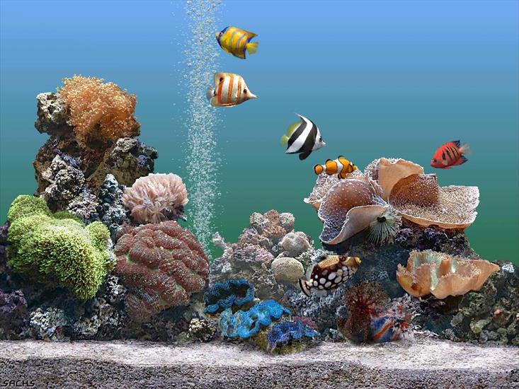 podwodny świat - rybki 1.jpg