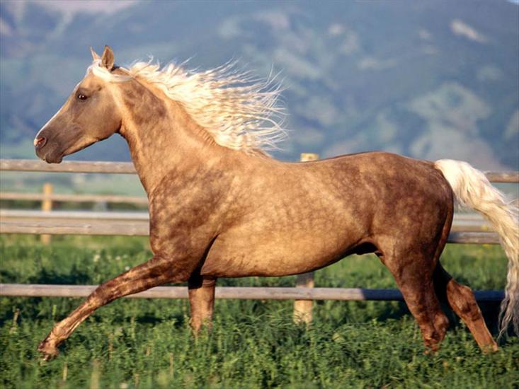 Konie - Koń 34.jpg