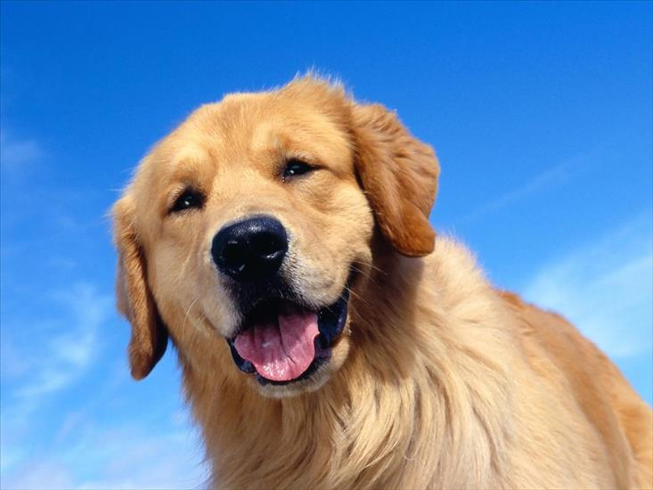 TAPETY PSY - Golden Moment, Golden Retriever.jpg