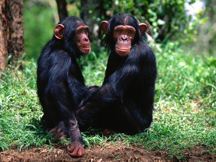  Animals part 1 z 3 - A Pair of Troublemakers, Chimpanzees.jpg