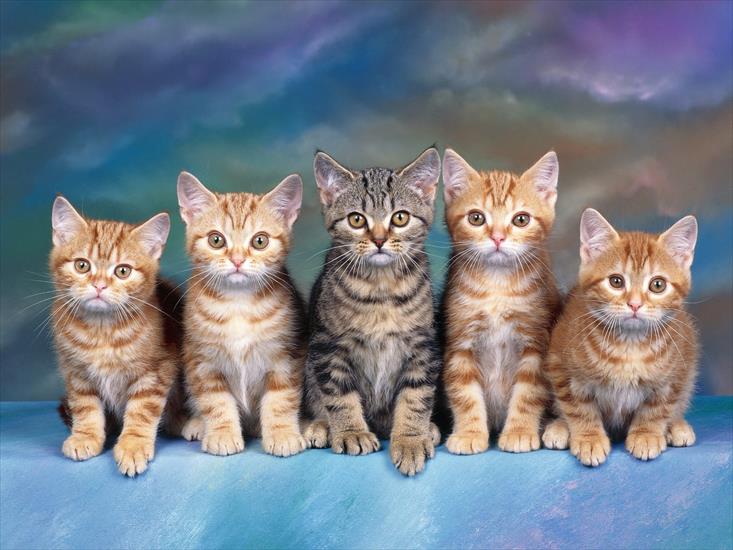 Galeria - Tabby Kittens.jpg