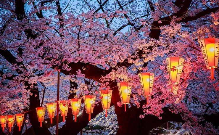Japonia - Kwitnace-wisnie-wiosna-w-Japonii-4.jpg