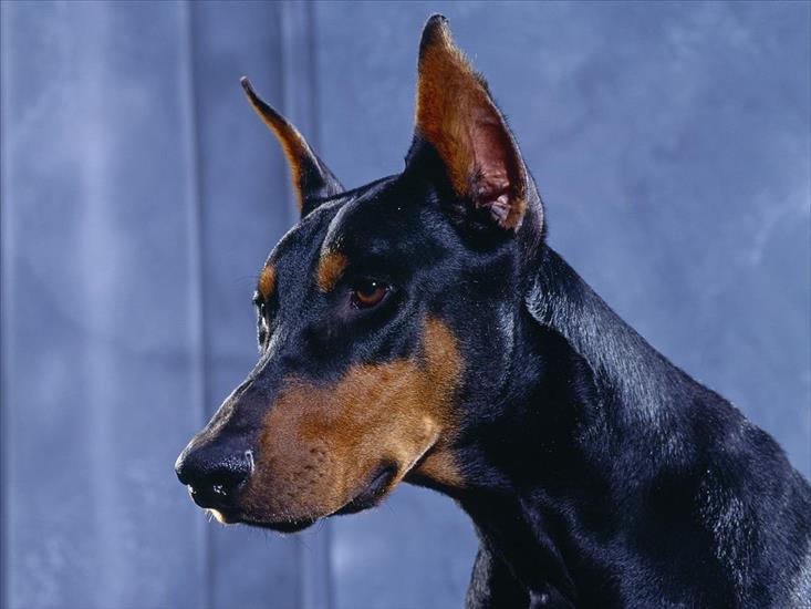 tapety - Doberman Pinscher.jpg