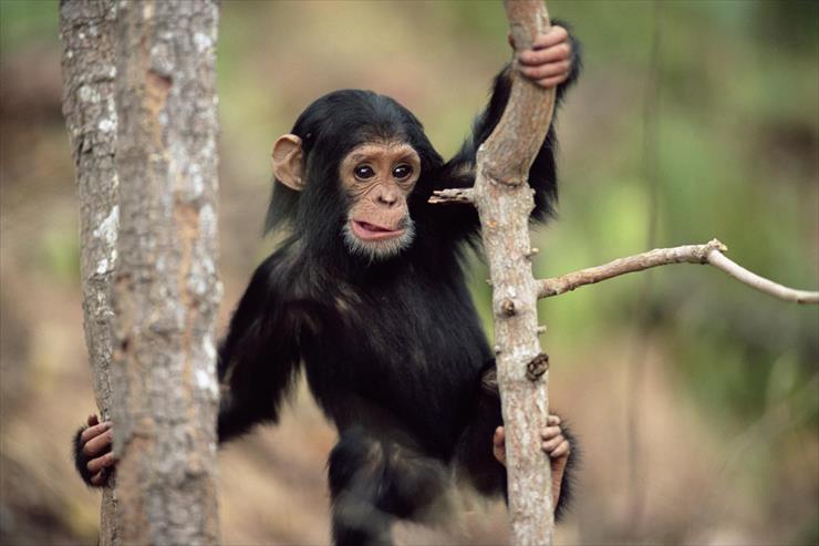 Super tapety 15 - Young Chimpanzee Climbing, Gombe National Park, Tanzania.jpg