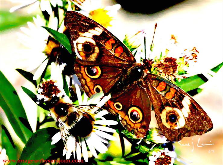 MOTYLE - butterfly23.jpg