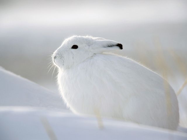 640x480 Tapety Android - Snow Hare, Churchill, Manitoba.jpg