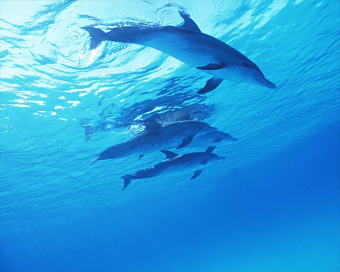 TAPETY-Zwierzęta i ryby - Dolphin 24.jpg