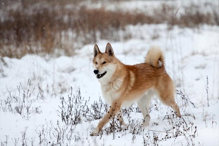 Rasy psów - Łajka wschodniosyberyjska.jpg