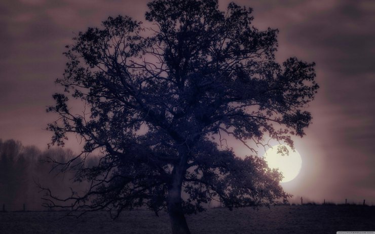 Noc - tree_under_full_moon-wallpaper-3840x2400.jpg