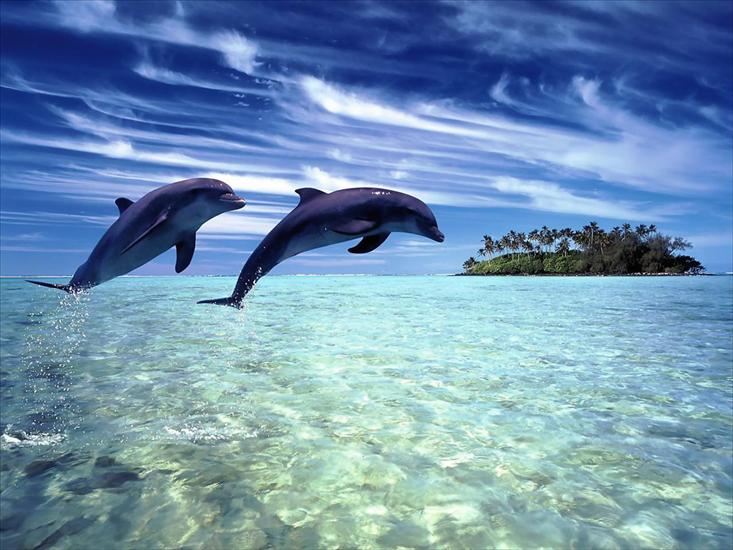 delfiny - 1.jpg