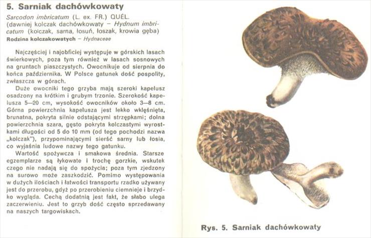 grzyby - sarniak dachowkowaty.jpg