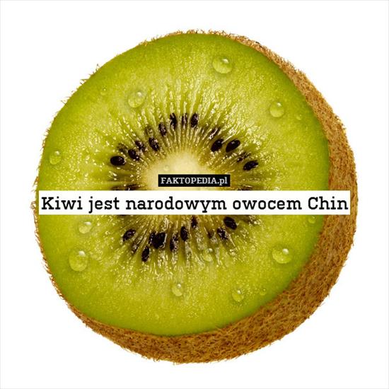 K - fakt Kiwi.jpg