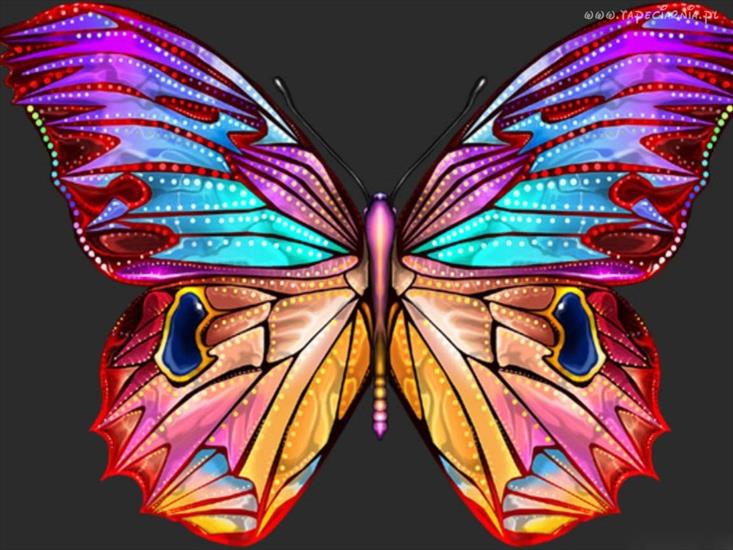 motyle i owady - 68058_duzy_kolorowy_motyl.jpg