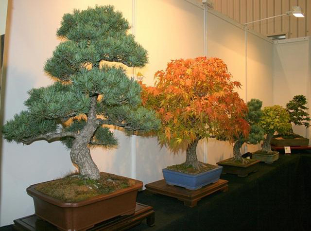 Drzewka Bonsai - EJP114.JPG