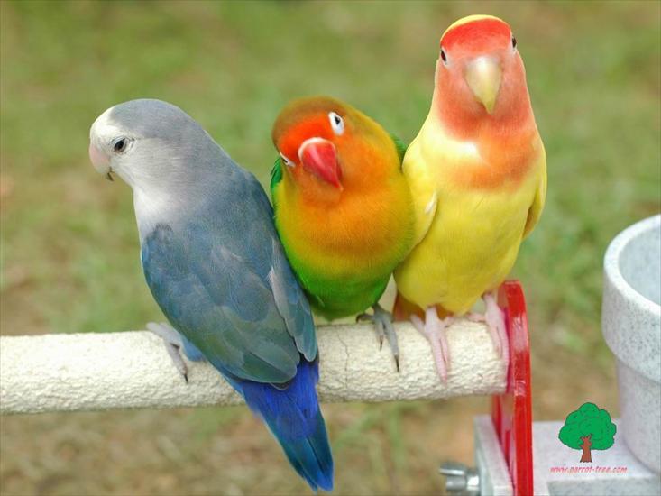 papużki - Parrots - 82.jpg