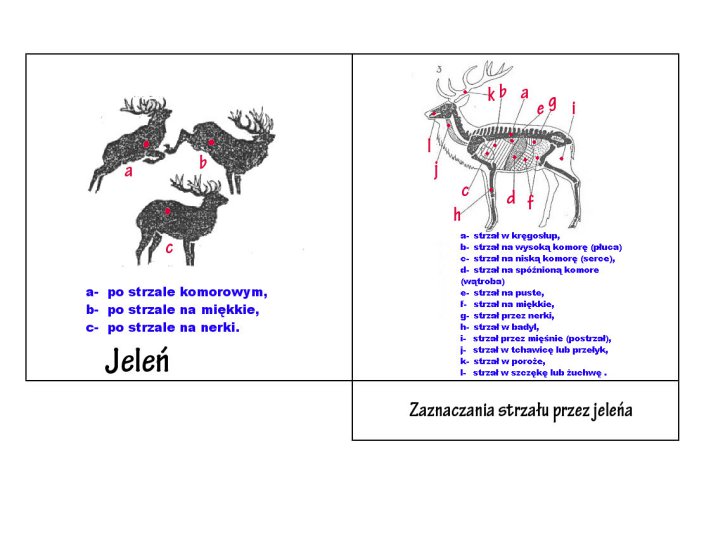 Anatomia i strzał - Anatomia jeleń 1.jpg