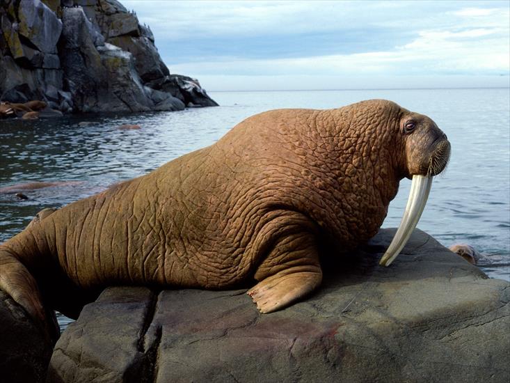 Życie w oceanie - Walrus Bull.jpg