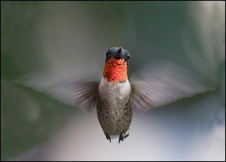 ptaki - Ruby Throated Hummingbird.jpg