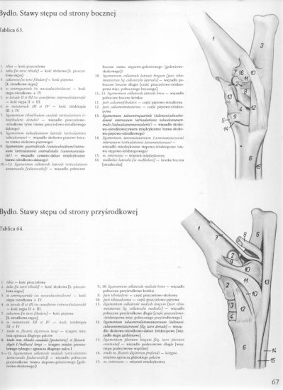 atlas anatomii topograficznej-miednica i kończyny - 061.jpg