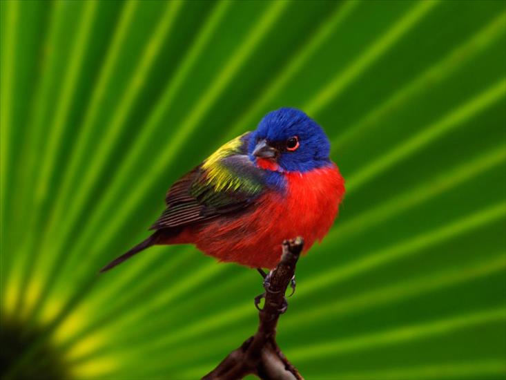 Ptaki birds - Male Painted Bunting, Everglades National Park, Florida.jpg