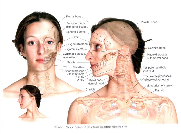 Anatomia masażu - P 3-1.JPG