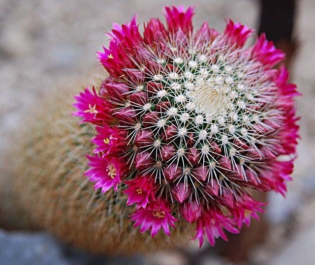 Kwitnące kaktusy - Kaktusy5.jpg