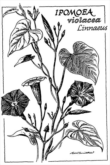 książki - Ipomoea Violacea, Ipomoea Purpurea - Wilec błękitny Ergina, lizergol, ergonowina.gif