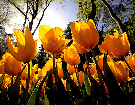 TULIPANY - tulipany4.jpg