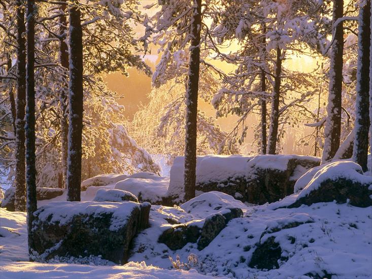 Krajobrazy - Snowy Pine Forest, Vsterbotten, Sweden.jpg