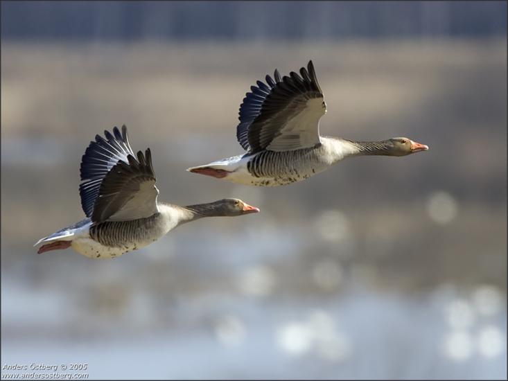 ptaki - Greylag Goose.jpg