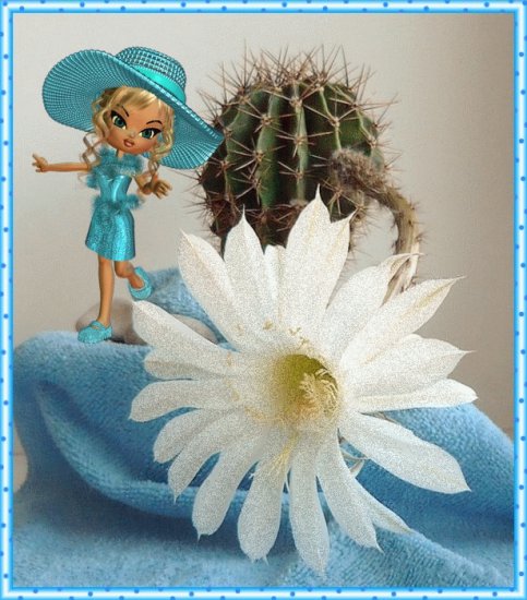 RÓŻNE - kwitnący kaktus-laleczka panienka-niebiesko-.gif
