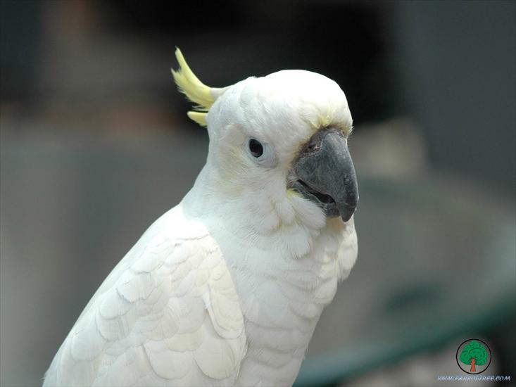 Piękne papużki - Parrots - 07.jpg