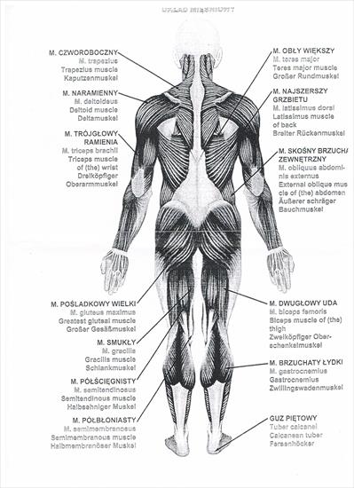 Anatomia i fizjologia - Układ mięśniowy człowieka - widok z tyłu.jpeg
