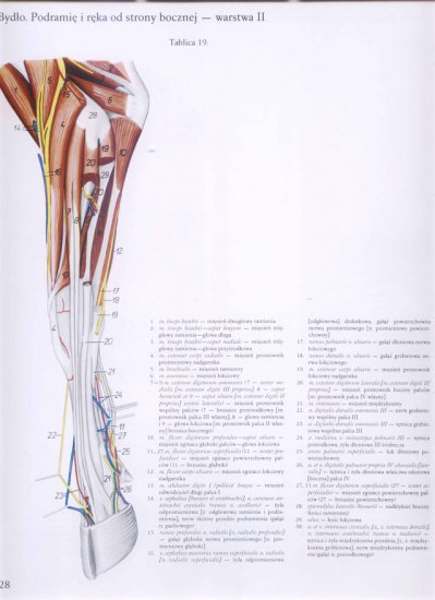 atlas anatomii topograficznej-miednica i kończyny - 022.jpg