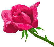  kwiaty1 - roza animation rozowa z kroplami rosy1.gif
