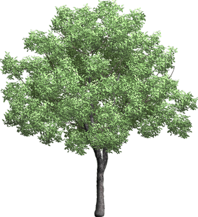 drzewa - dzrzewo1.png