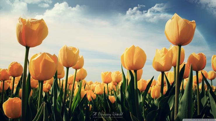 Tapety HD 1600x900 - field_of_yellow_tulips-wallpaper-1600x900.jpg