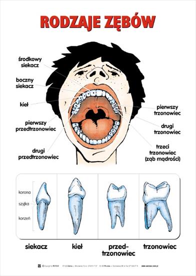 pomoce naukowe - Rodzaje zębów.jpg