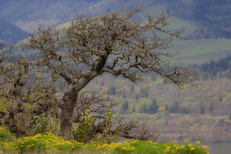 Krajobrazy - Stately Oak, Columbia River Gorge, Oregon.jpg